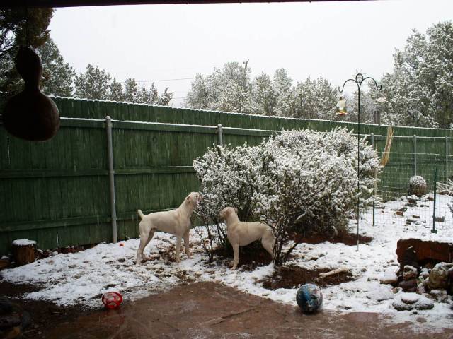 TaTanka and Sequoia eating snow!