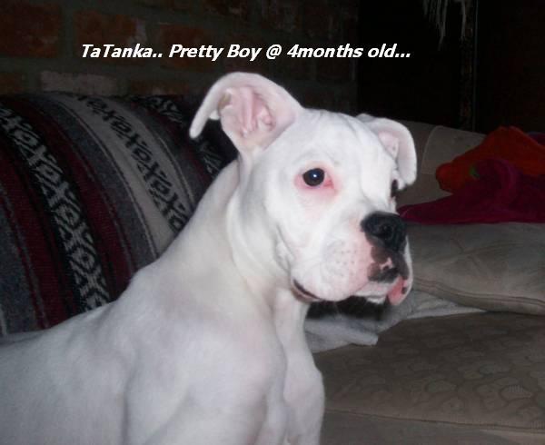 TaTanka_Pretty_boy