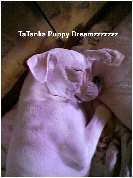 TaTanka_Puppy_dreamzzzz
