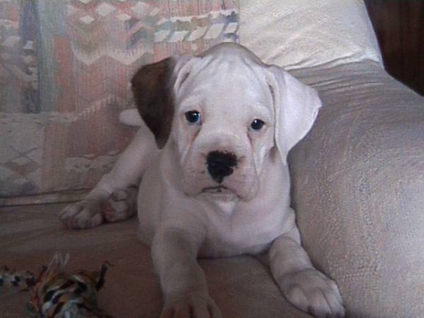 TaTanka's lil' buddette! 8wks old