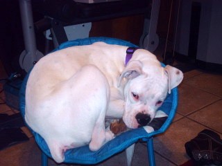 Taterbug