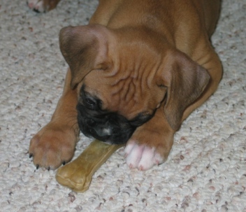 Tatie 8 Weeks Old
