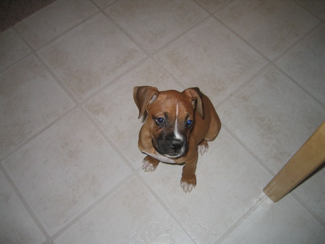 tawny 10 weeks old