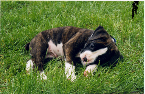 Taya in the grass