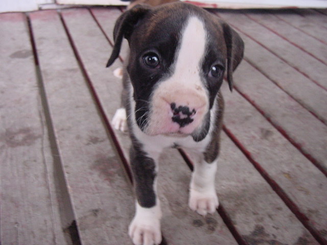 Taya - our new furbaby