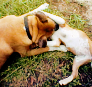 Taz and Laila