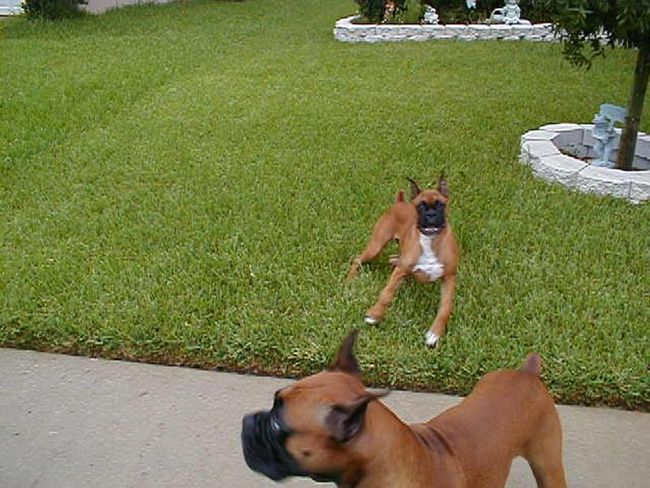 Taz and Tasha playing