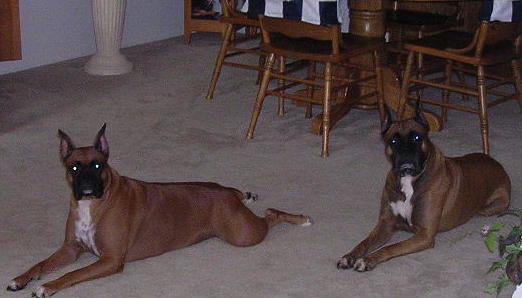 Taz and Tasha