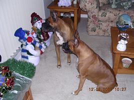 Taz and Tasha
