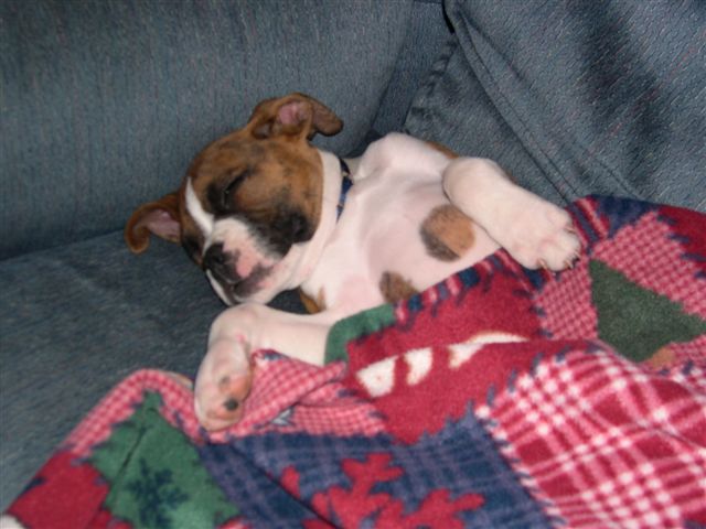 Taz sleeping with his fav blanket