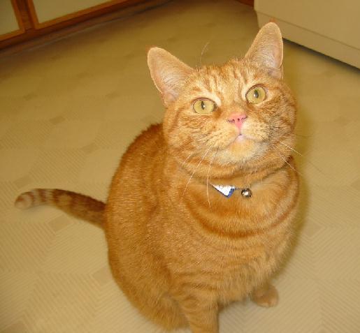 taz