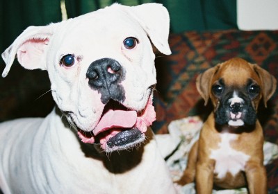 TazandToby