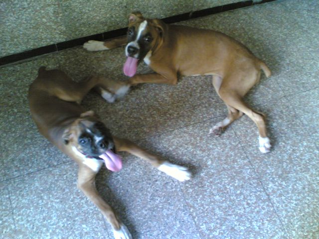 Tazz and his gf,bullet.
