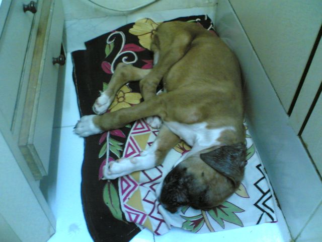 Tazz sleeping.