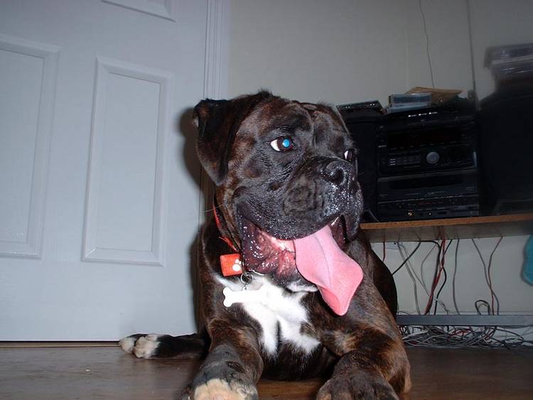 Teagan guarding the livingroom door