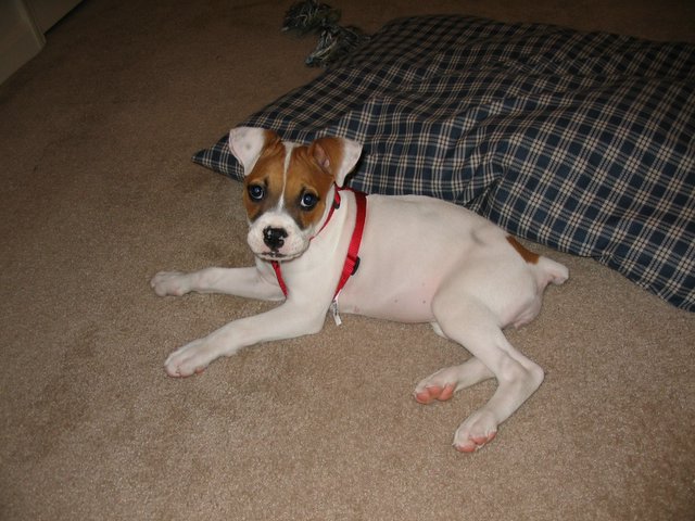 Teagan