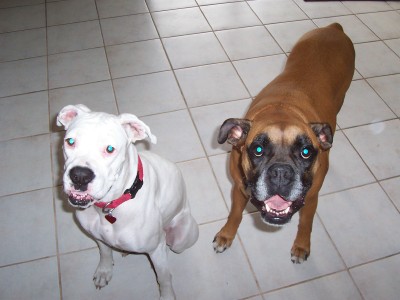 Teak and Roxy