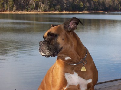 Teak on the Lake