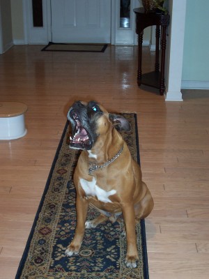 Teak's big mouth