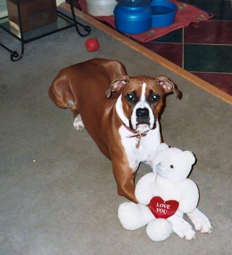 Teddy Bear Love.