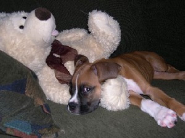 teddybear