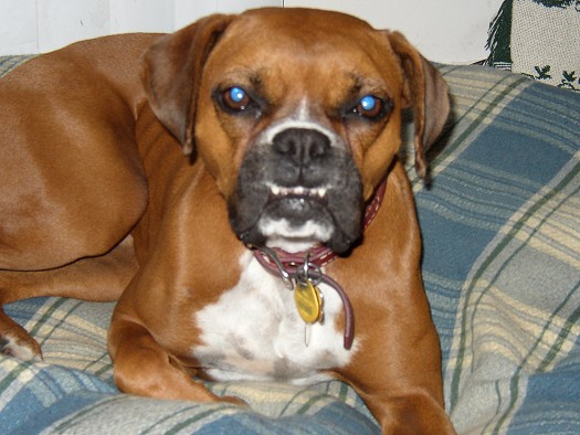 Teeth