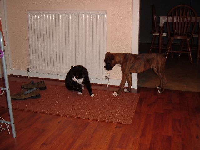 Tell me now - who is boss??
