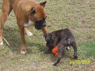 Telmar and Maximus