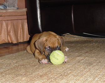 tennis Ball - 8 weeks