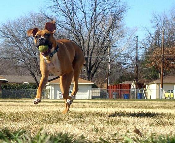 Tennis Ball Fun