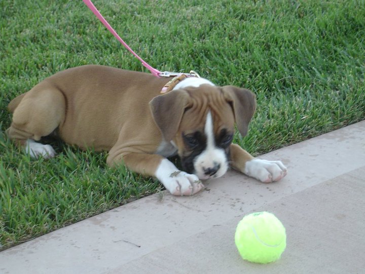 Tenweeksold