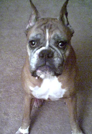 Tequila 11 yrs. old