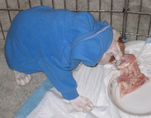 Terramoto having his first raw meal