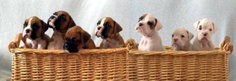 Terramoto with his littermates
