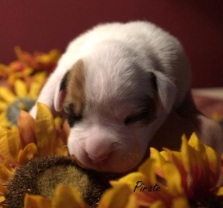 Terramotto at 1 week of age