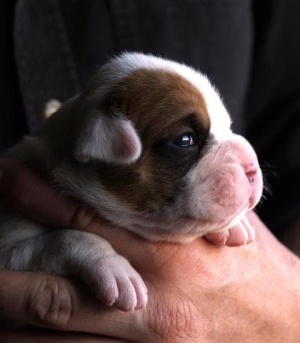 Terramotto at 2 weeks