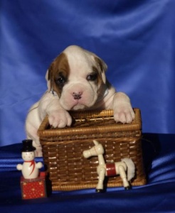 Terramotto at 3 weeks