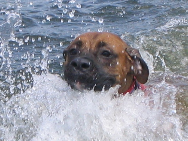 Tess Swimming in the Lake