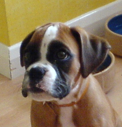 tess