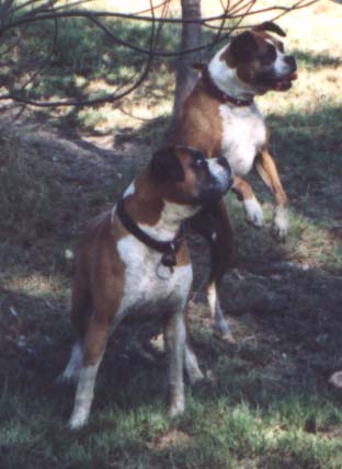 Tessa the Bouncing Boxer