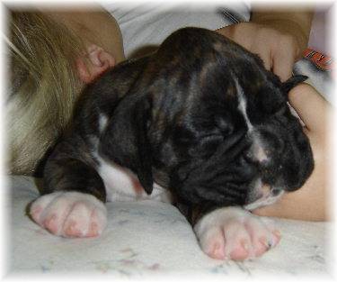 Tessi at 4 weeks