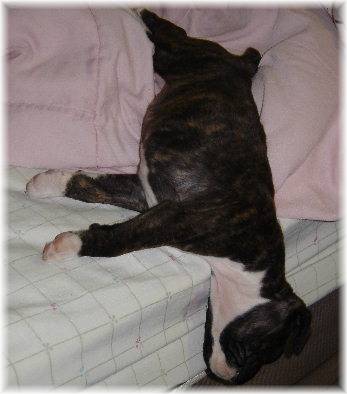 Tessi snoozing!!