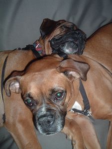 Tessie thinking, get off me