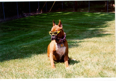 Tex has sunglasses