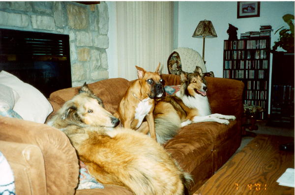 Tex with his Collie Friends