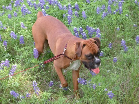 Texas Bluebonnets
