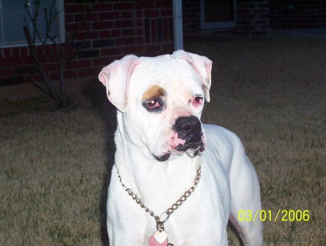 Texas Boxer