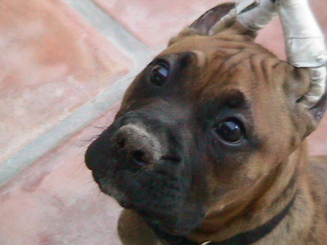 That face has mischief written all over it