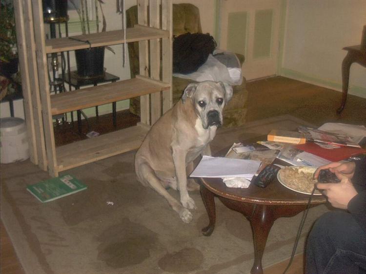 That food sure looks good..