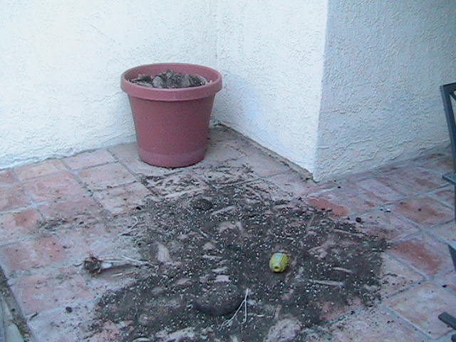 That used to be a plant